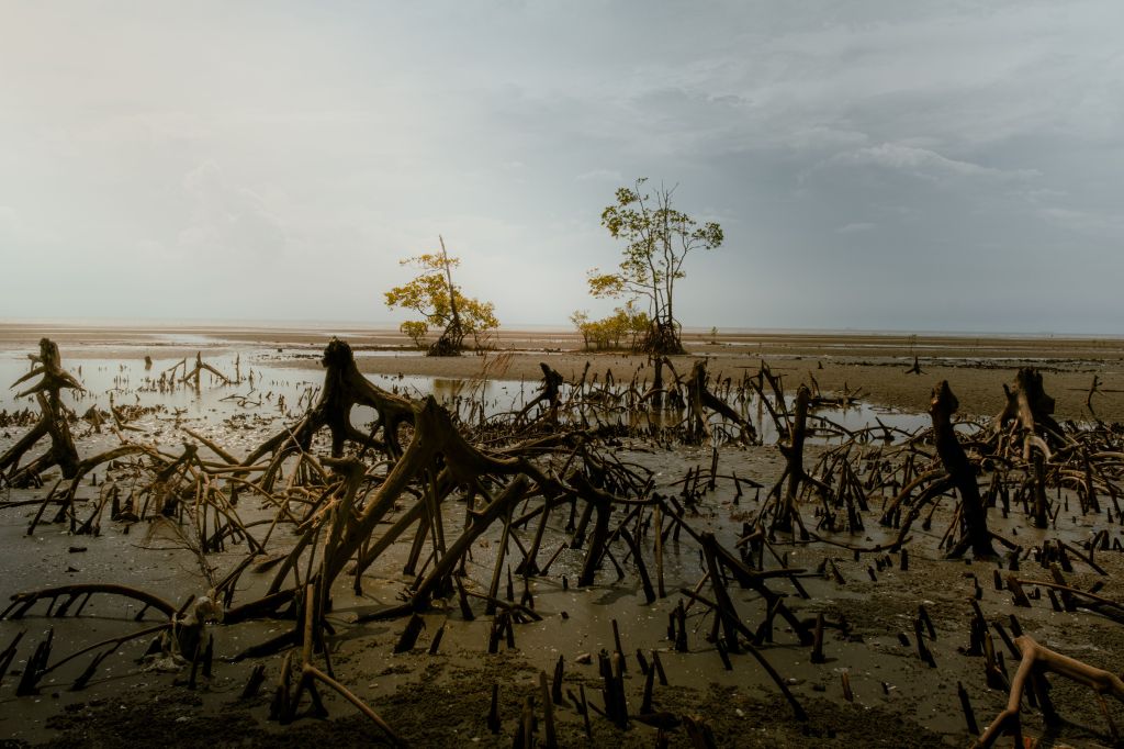 A Glimpse of the&nbsp;Mangroves